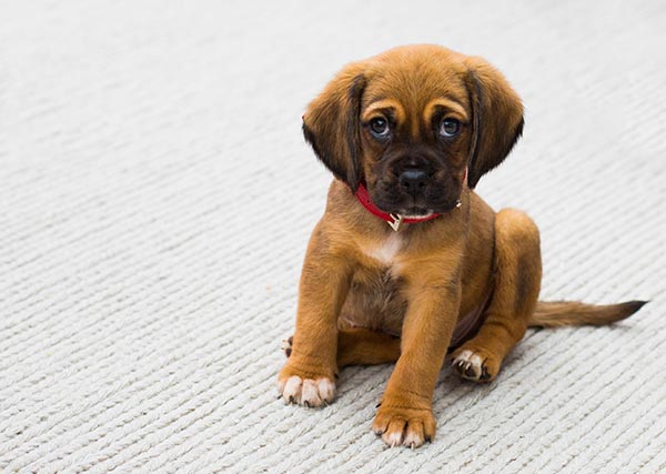 Small puppy sitting on floor looking at camera