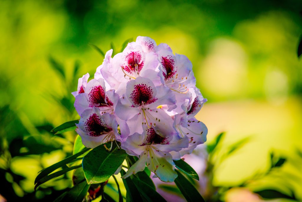 Close up of pink flowers in garden