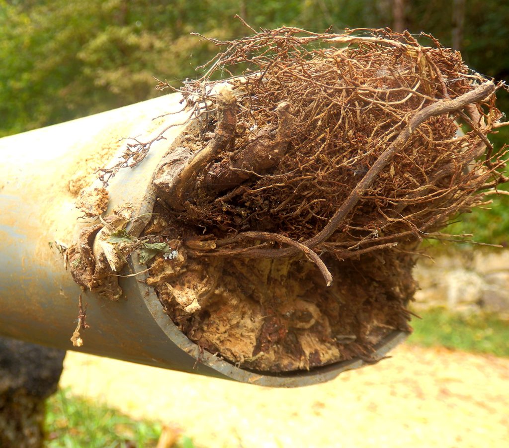 Sewer Line Tree Growth